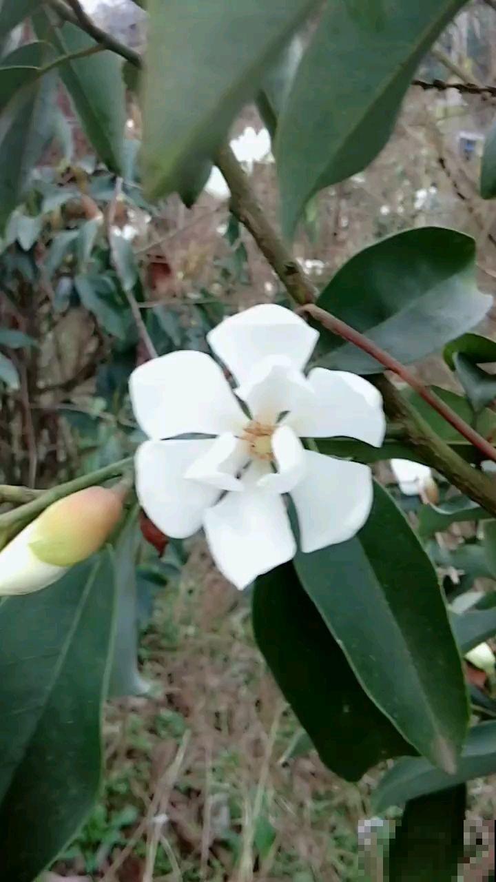 花冬天养好了，春天能开一大片，闻着像香蕉！