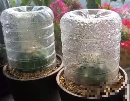冬日寒气逼人，地栽花草快冻死怎么办？快使出这几个大招！