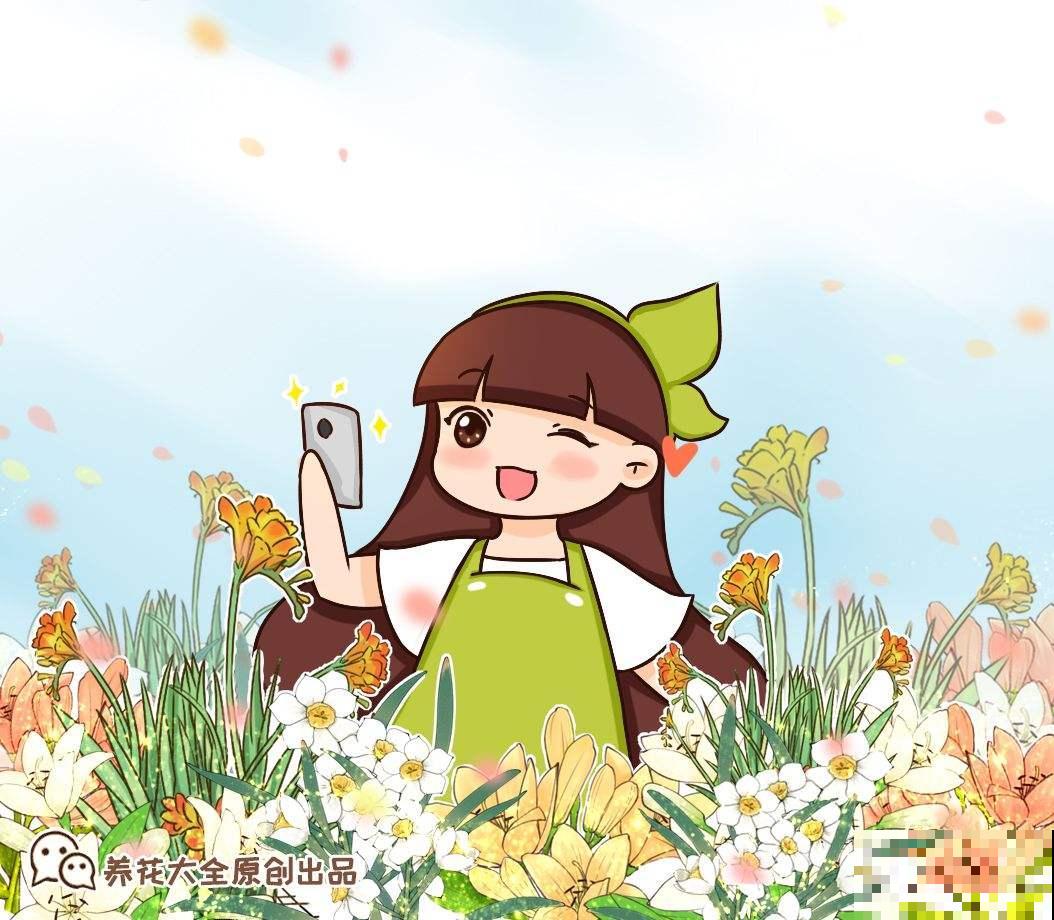 姐姐家的百合花，个个都是新品种，年年开花满院香！