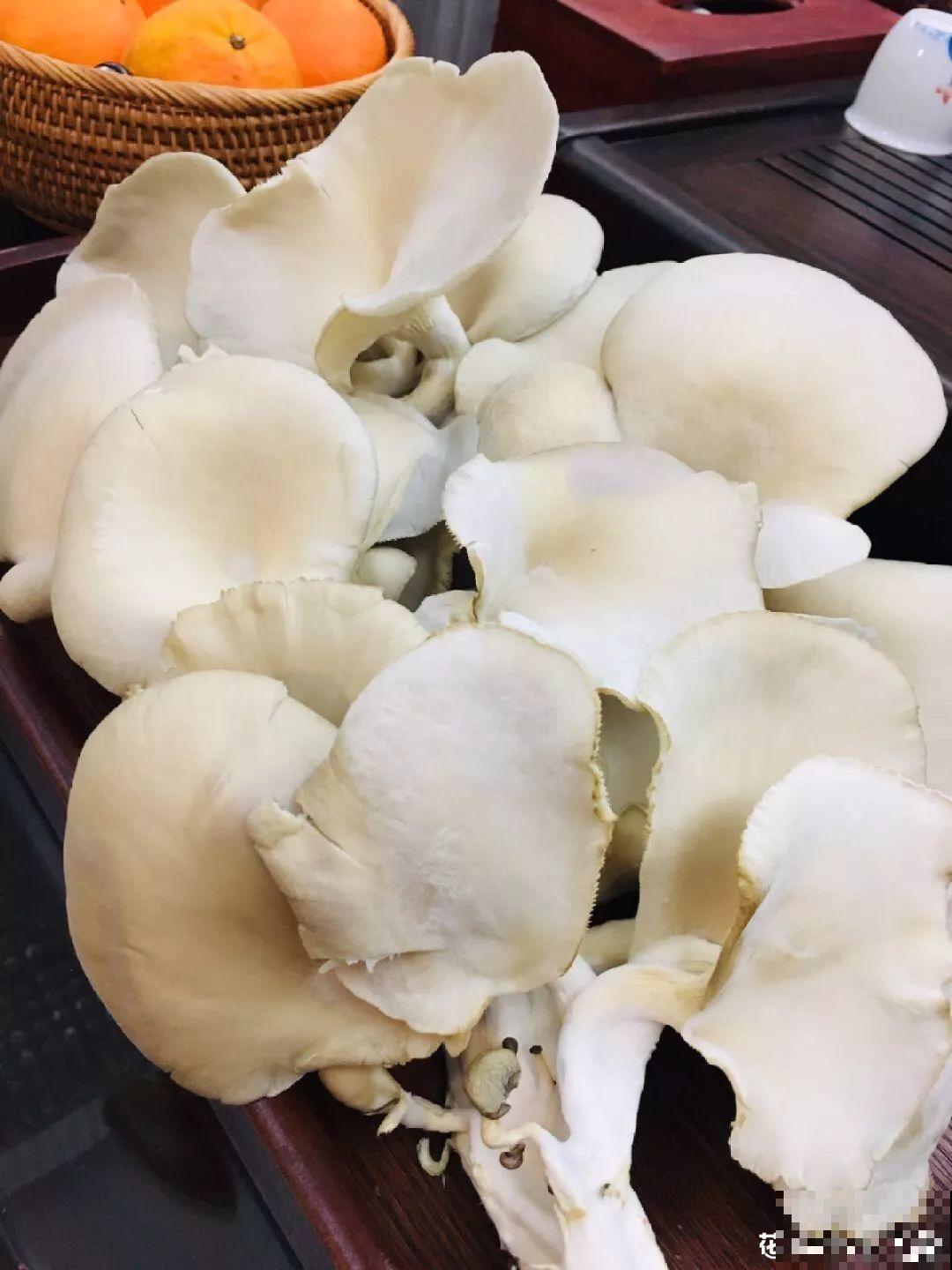 现在养盆它，10天变成小森林，过年就能上桌吃！
