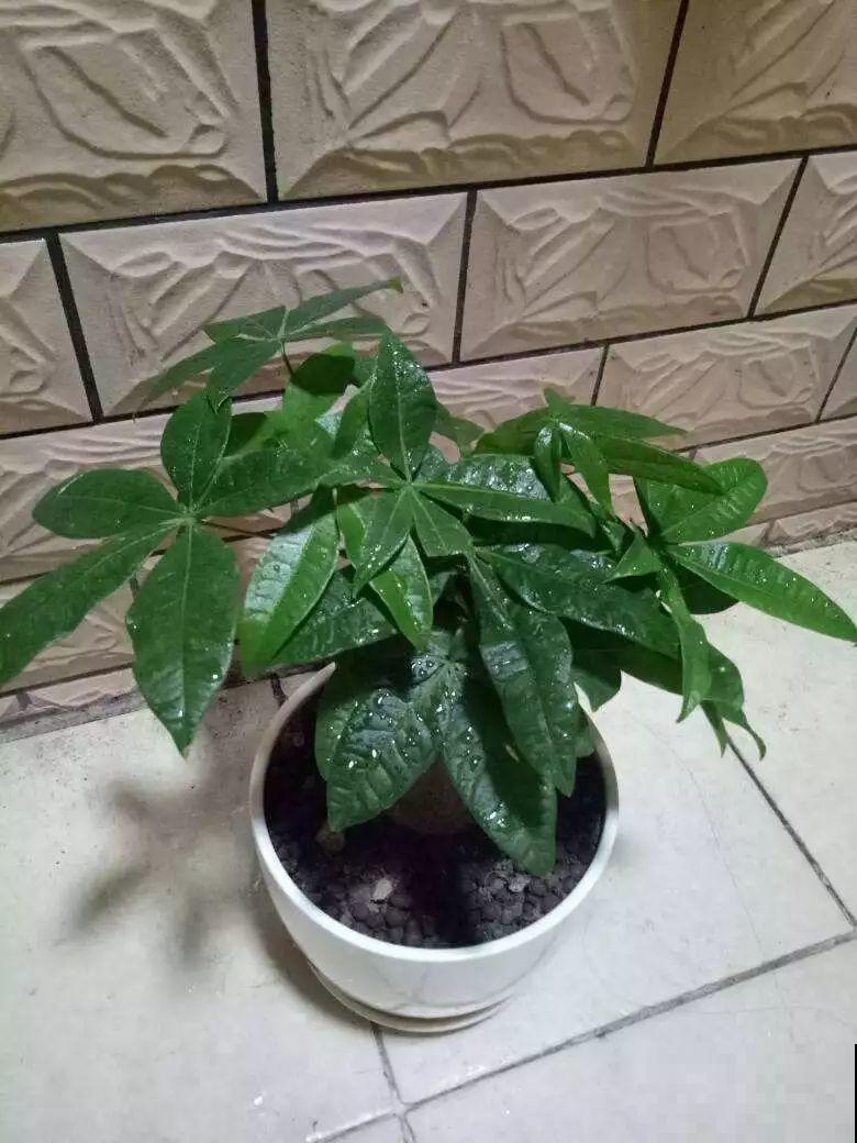 浇花的水里加点这种料，壮花还杀虫，太管用了！