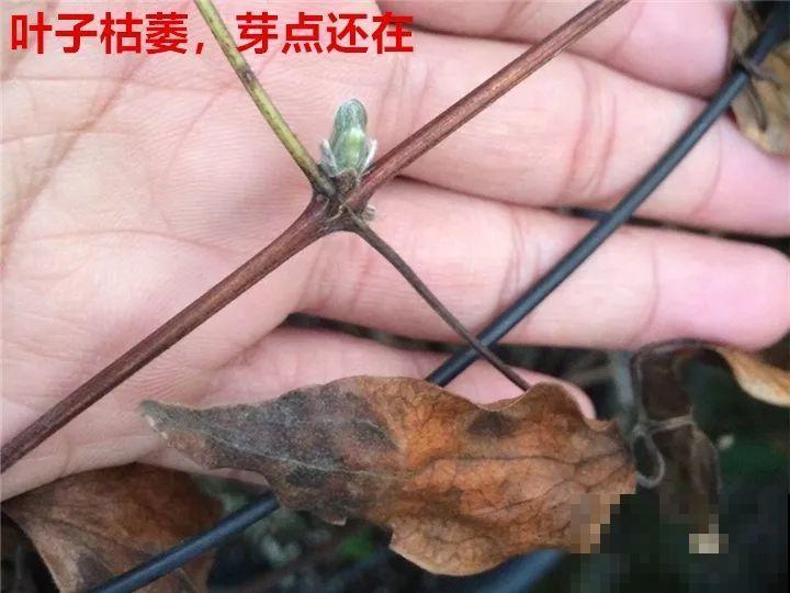 冬天修剪分“轻重”，有的花剪狠了，小心再也不开花！