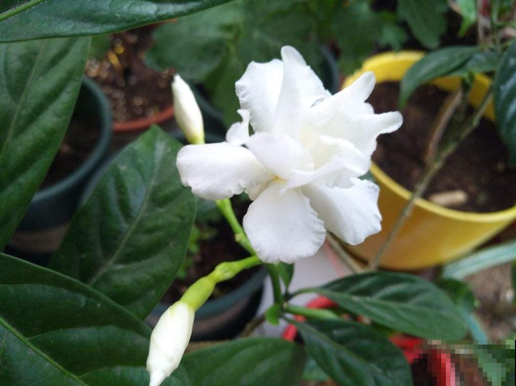 这2种花名字土，开花确实极美，邻居全都被惊艳