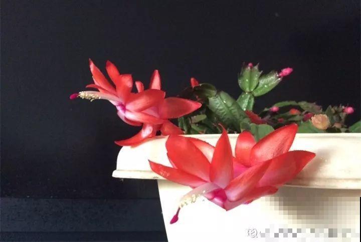 这8种花，其实都是多肉，旱着养才能长爆盆！