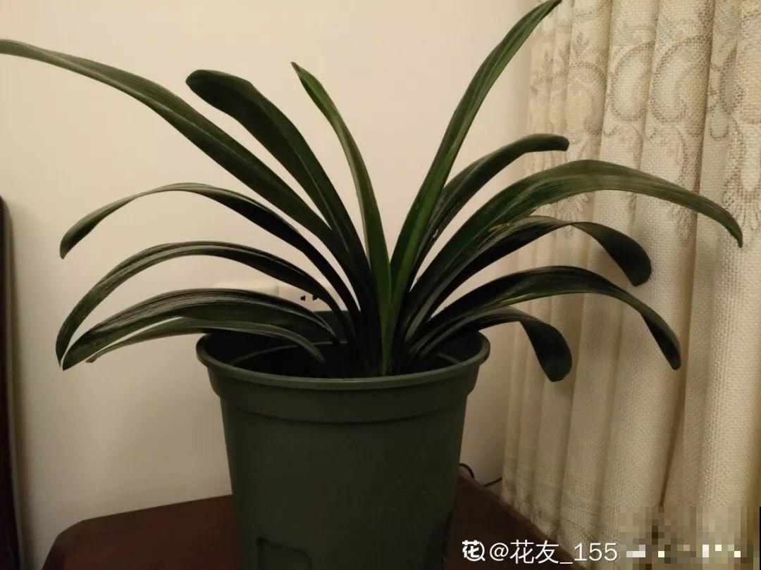 这8种花冬天别饿着，勤浇水多施肥，开花越来越多！