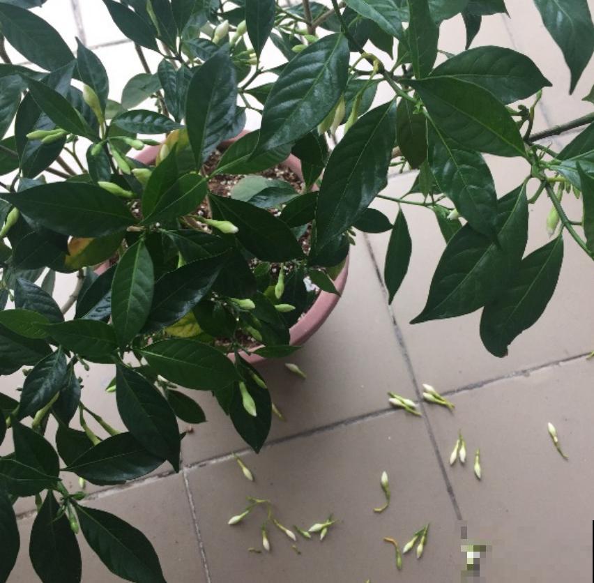 为啥花苞一碰全掉了?都是这个地方做错了,现在改还来得及! 为啥花苞一碰全掉了?都是这个地方做错了,现在改还来得及!