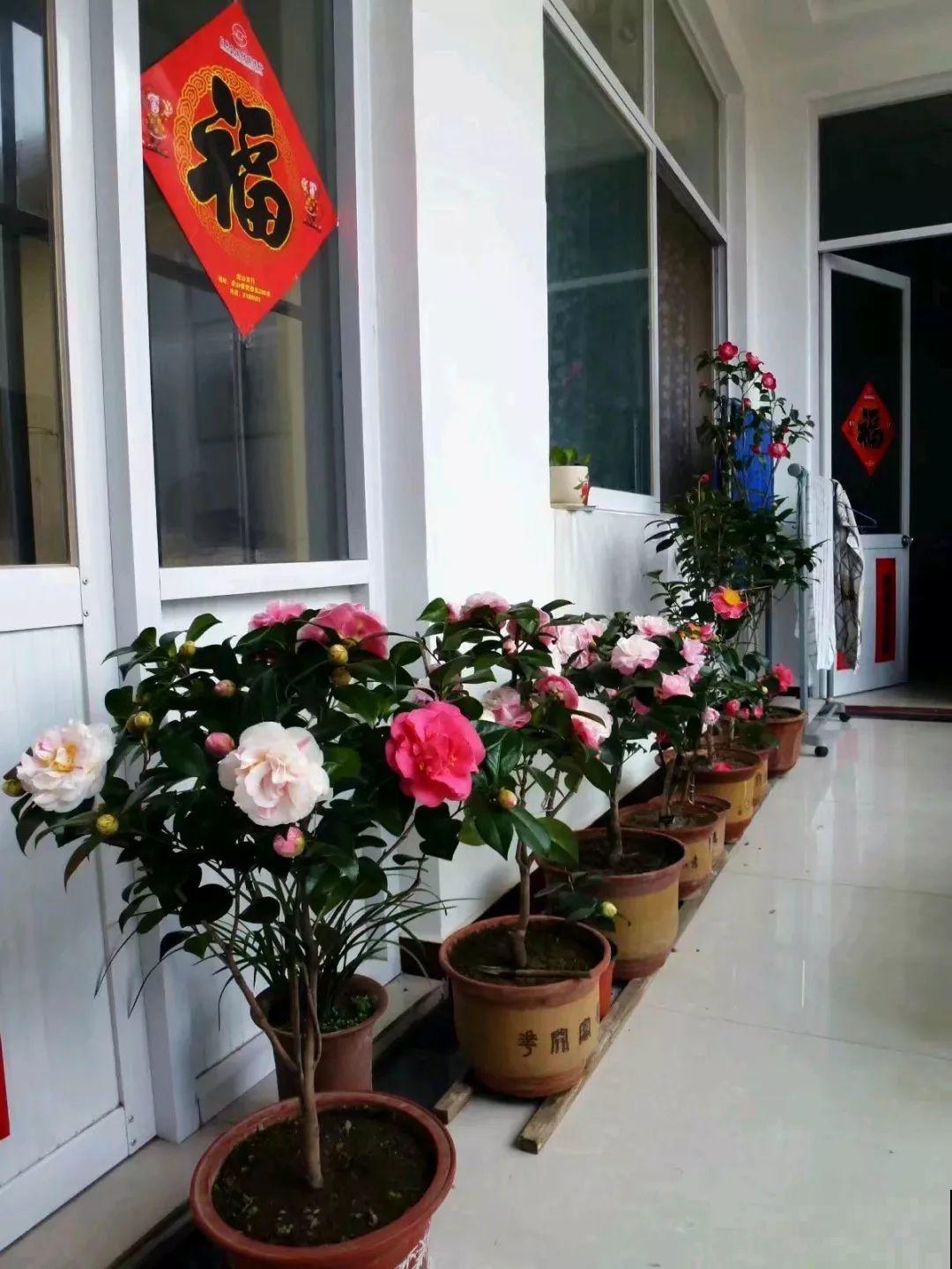 阳台封闭不通风养花，就选这8种花，能种出一个室内花园！