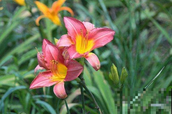12种名花，如12位良师益友，与之相伴今生足矣！