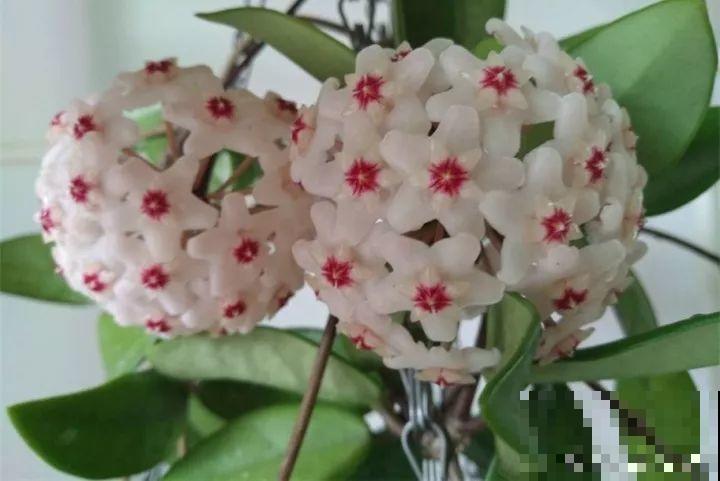这8种花，其实都是多肉，旱着养才能长爆盆！