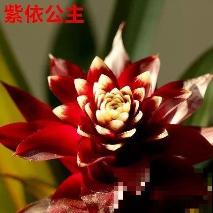 这花一开就是大半年，红红火火，不知道的还以为是塑料花！