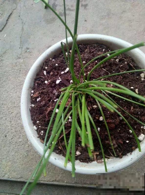 这花爱晒太阳，越晒叶子越卷，像弹簧一样超级可爱！