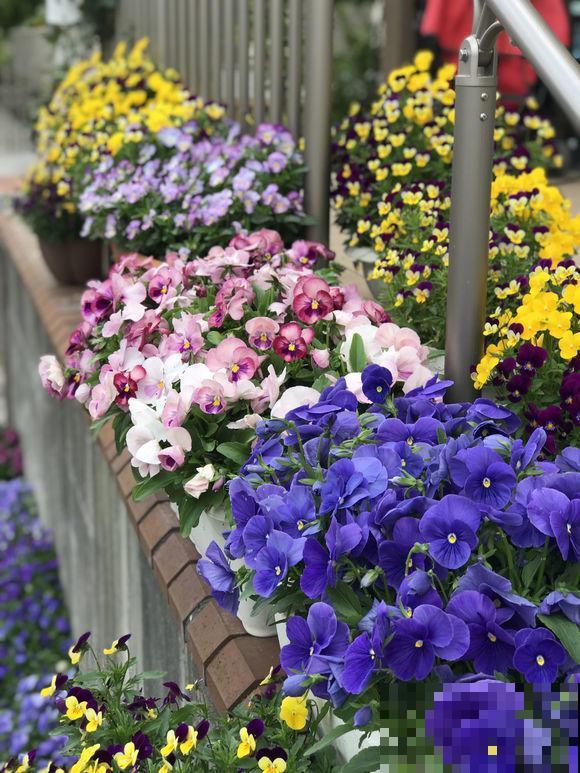 花市这3种“便宜”花，过年摆家里最好看，不买亏大了！