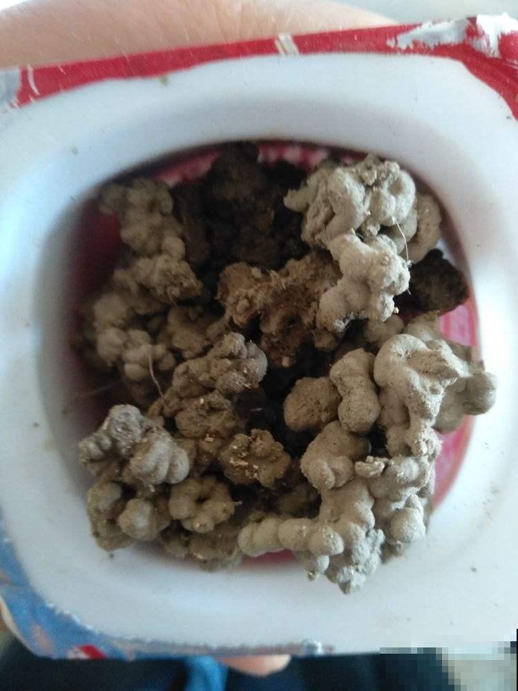 土里掺点它，土壤变微酸，花儿蹭蹭长不停