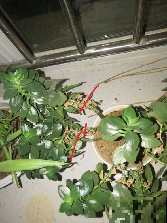 这6种花不能长太高，一长高就剪，越矮越值钱！