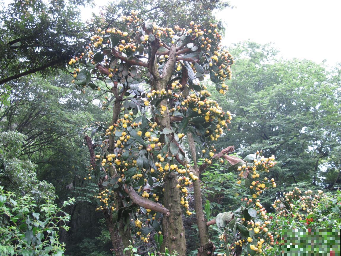 老家一棵仙人掌，长得比2层楼还高，开花满树金黄！