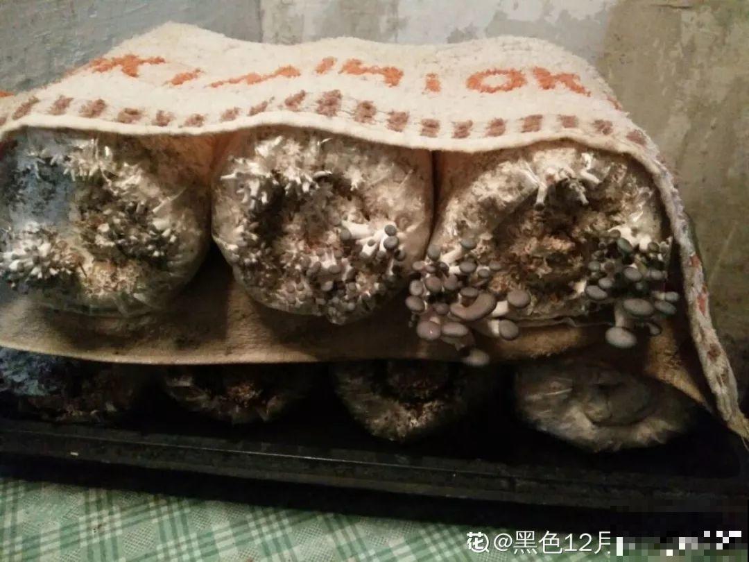家里阳光差，试着养盆它，不但长的快还能吃！