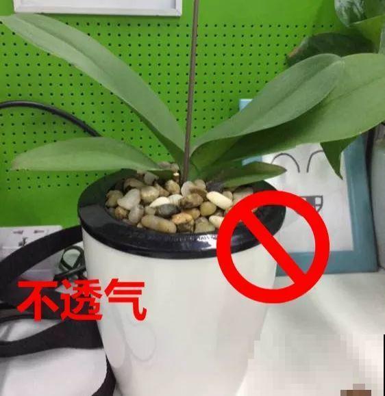 公认的开花机器，一年能开8个月，光不好也能养！
