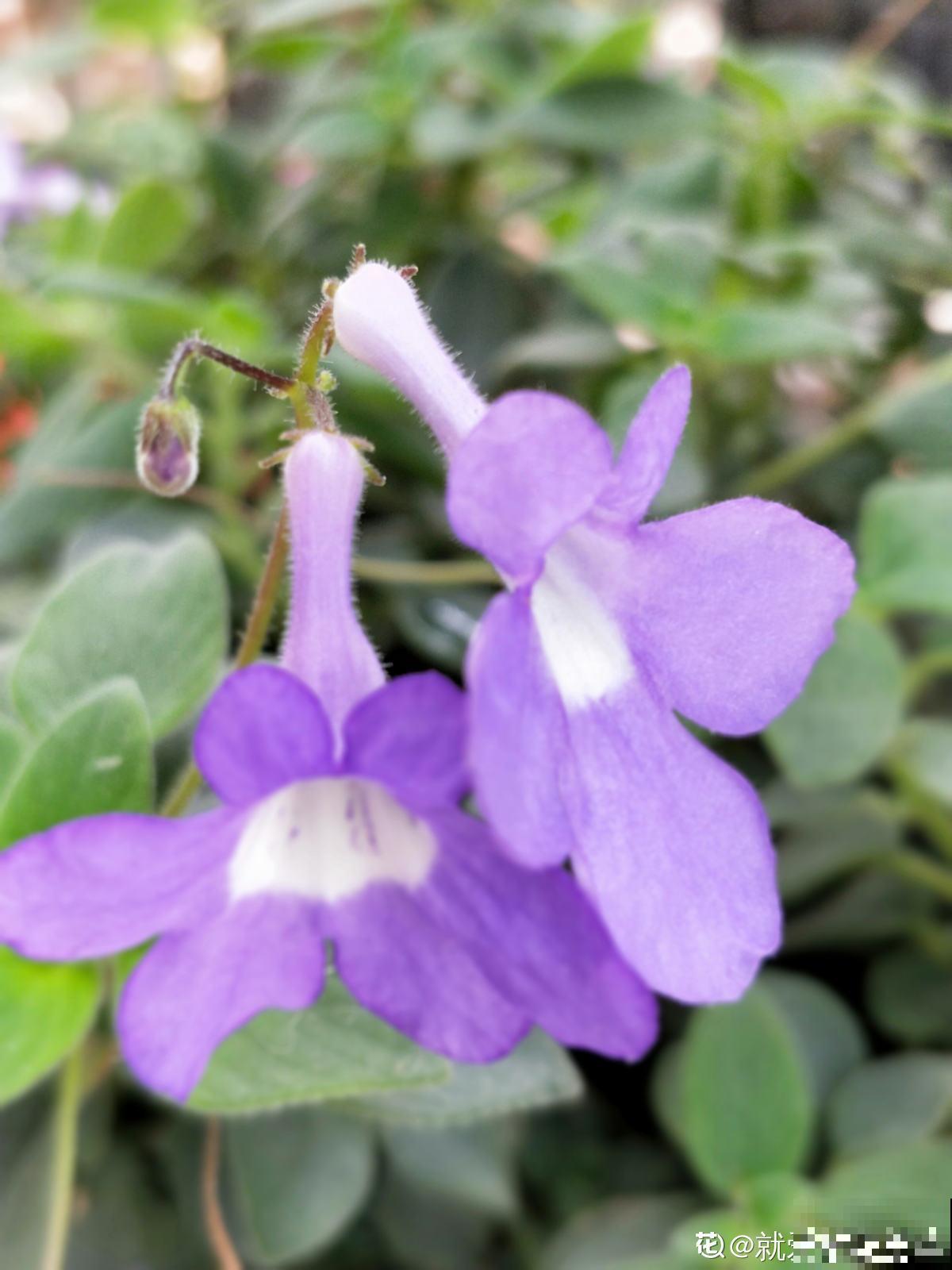 这花全年都在开，满盆开出“海豚花”，新手也能养爆盆