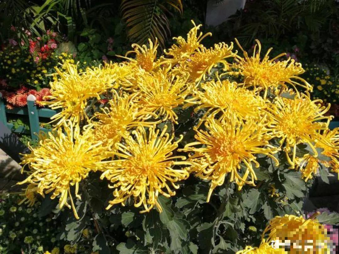 这4种花养在家里，就是一个小型的加湿器，不干不躁真舒服！