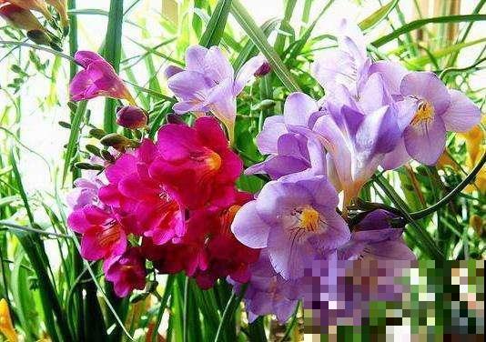 这4种带“雪”的花，现在种刚刚好，赏叶观花两不误！