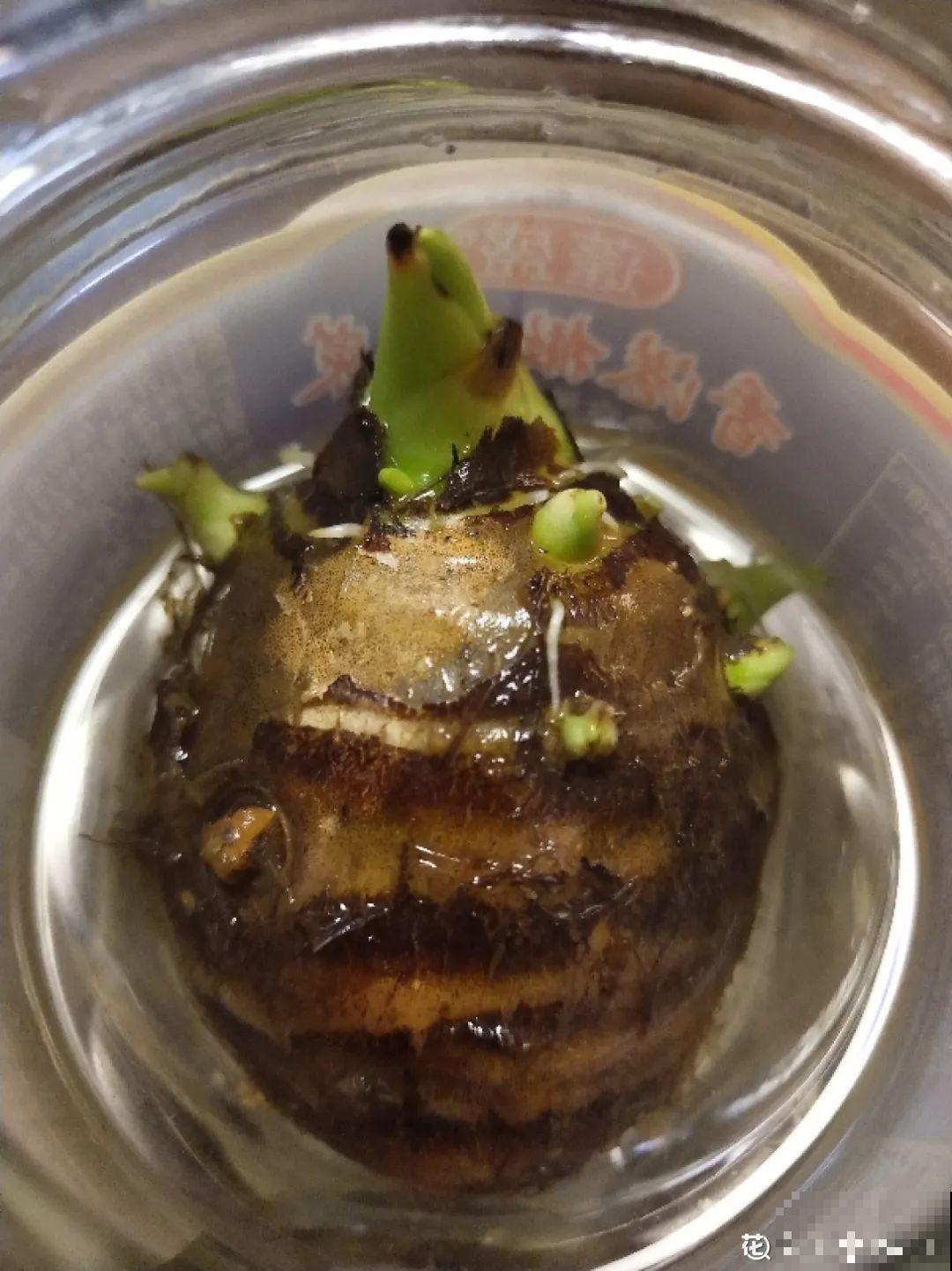现在养盆它，10天变成小森林，过年就能上桌吃！