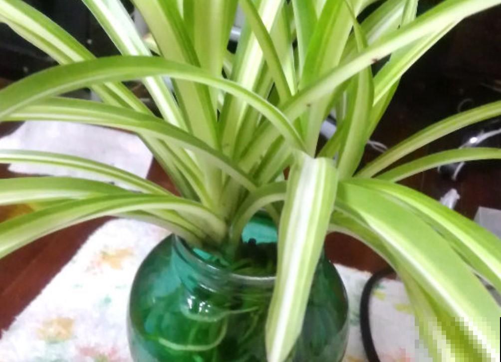 懒人水培植物，就选这3种，轻松又好养！