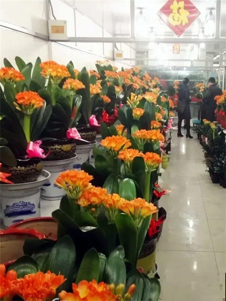 这10种花要慎买，小心养不活，心里贼难受！