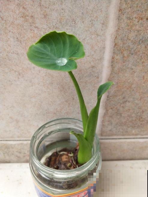 只要一个杯子，还你一个菜园，不花一分钱！