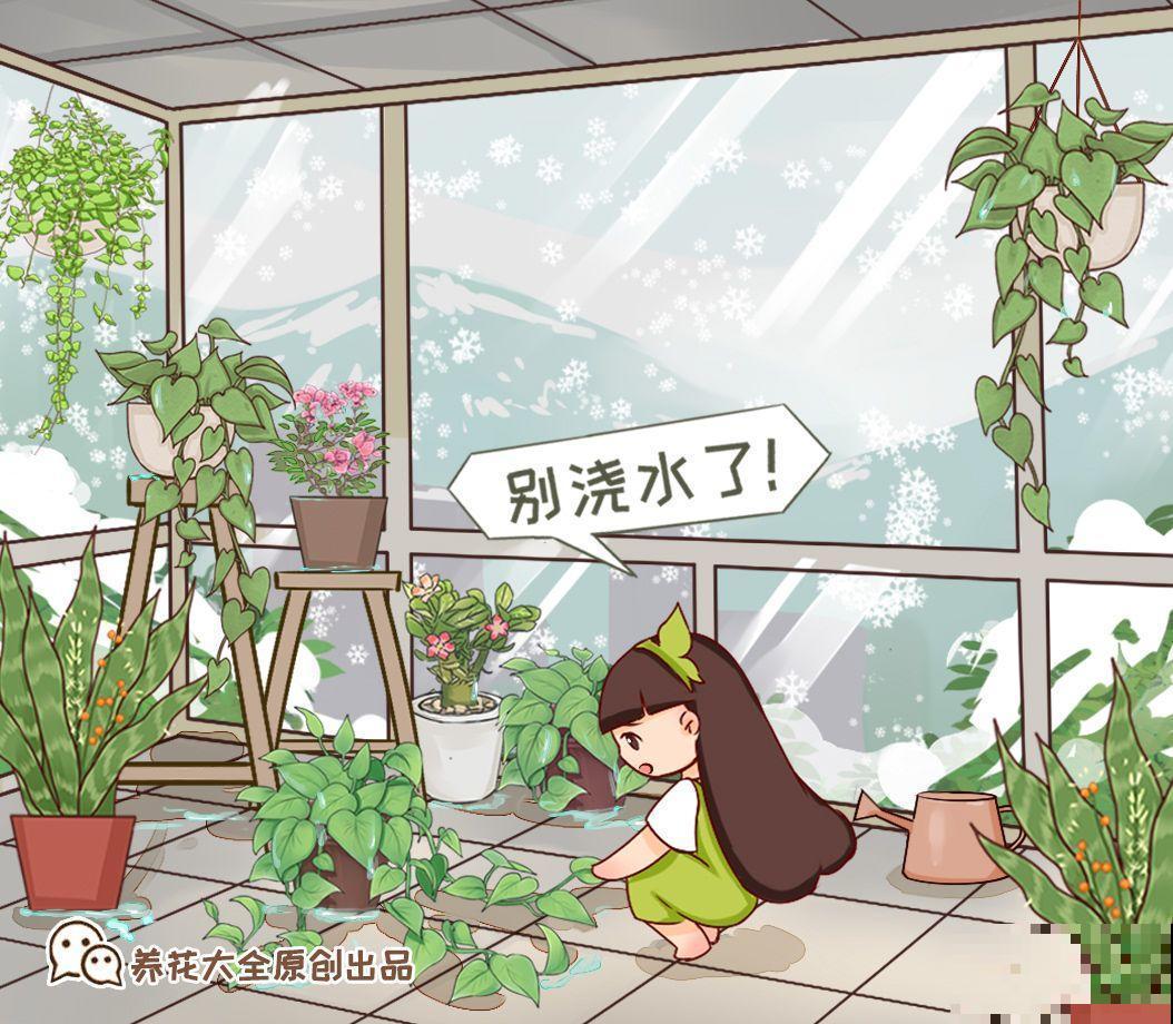 这10种花，天冷了要赶紧断水，冻伤了救都没法救！