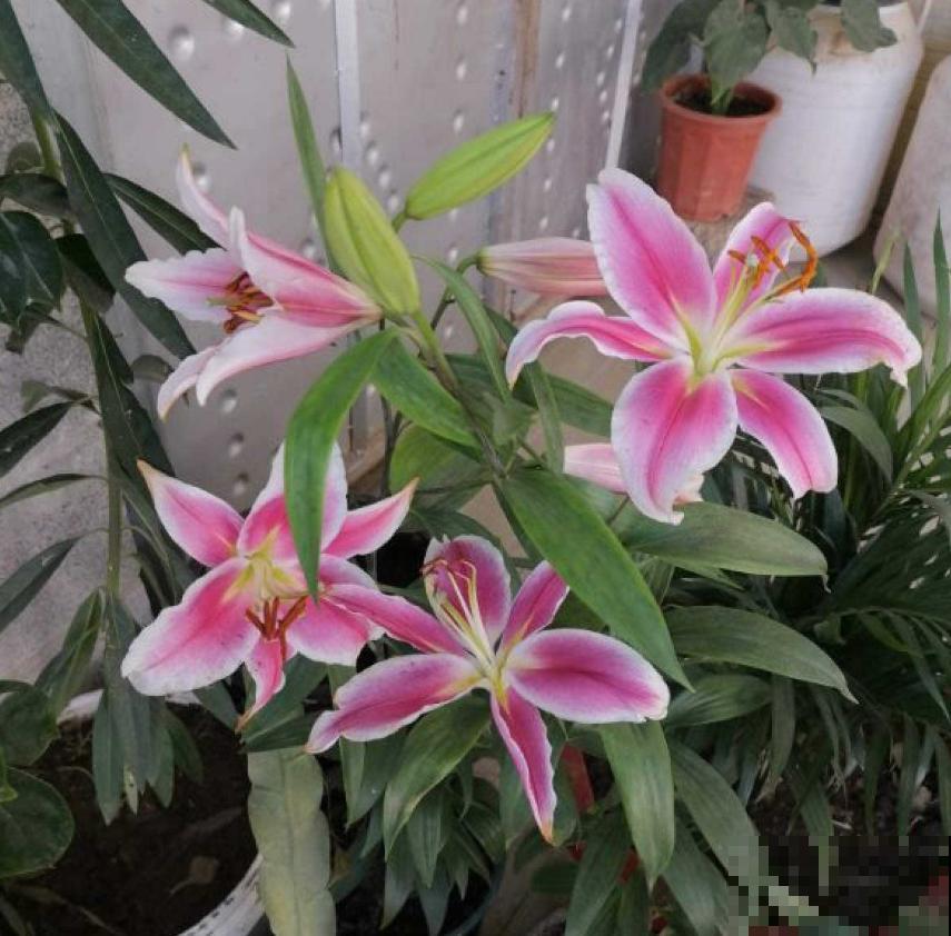 养花别贪小便宜，5种花太便宜了不敢买，买了就吃亏！