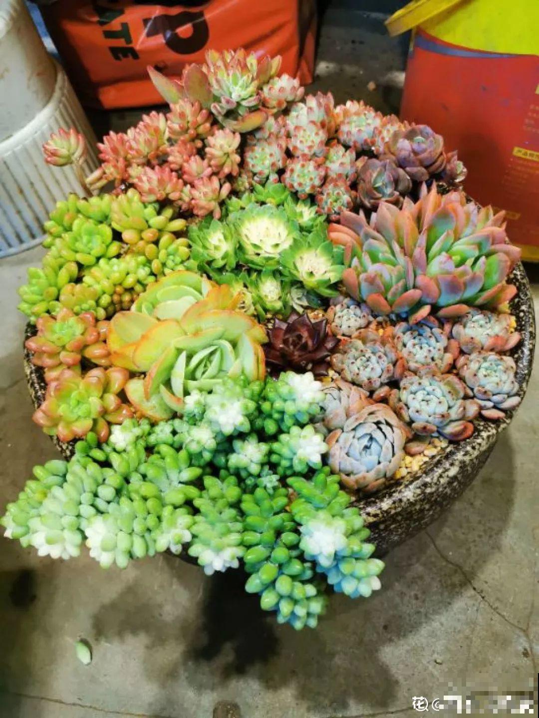 他用菜坛子养多肉，1分不花又好看，个个壮得像白菜！