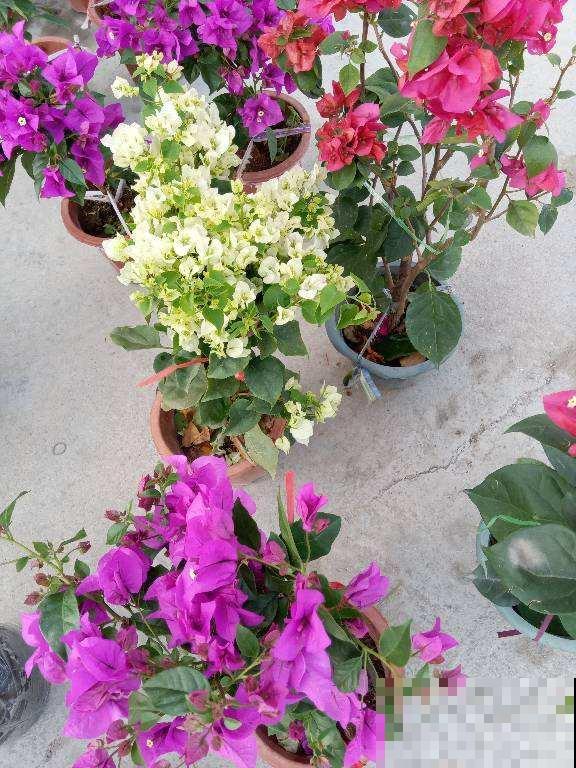 冬天想赏花的，这花一定要养一盆，放在室内就能开爆！