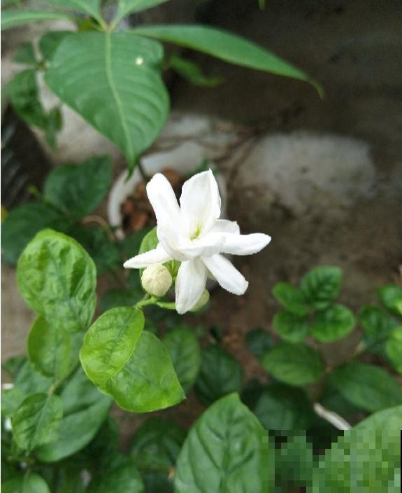 茉莉花冬天这么养，再冷也能继续生长，明年开的花多好几倍！