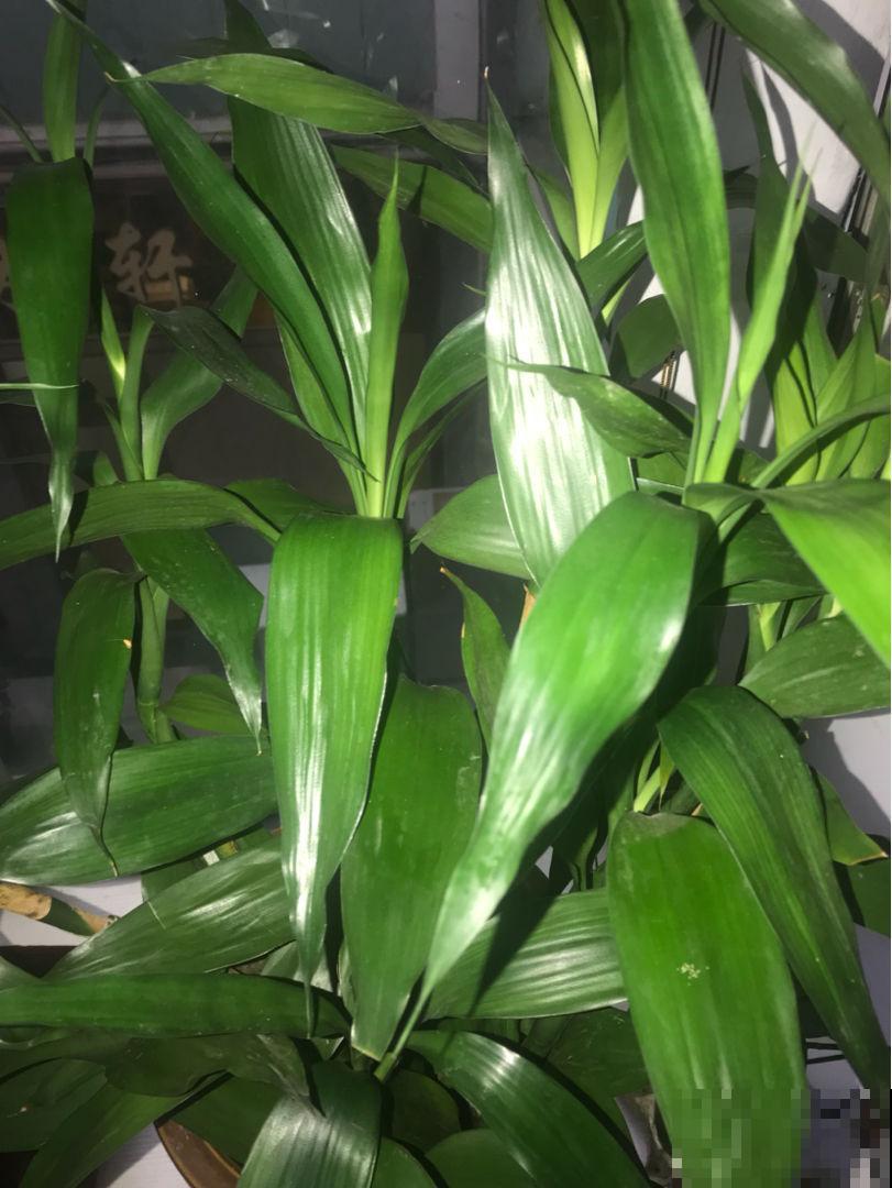 过年养盆富贵竹，水里加点料，叶子反而绿油油