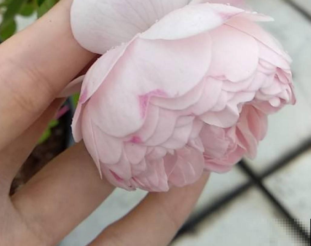 家里有这4种花，冬天要赶紧修剪，不然明年长不好！