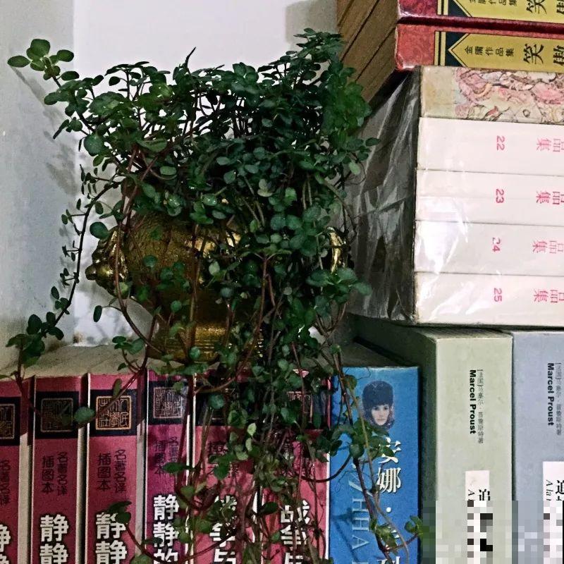 高颜值的吊兰，看一眼就走不动道，剪根枝条就能活！