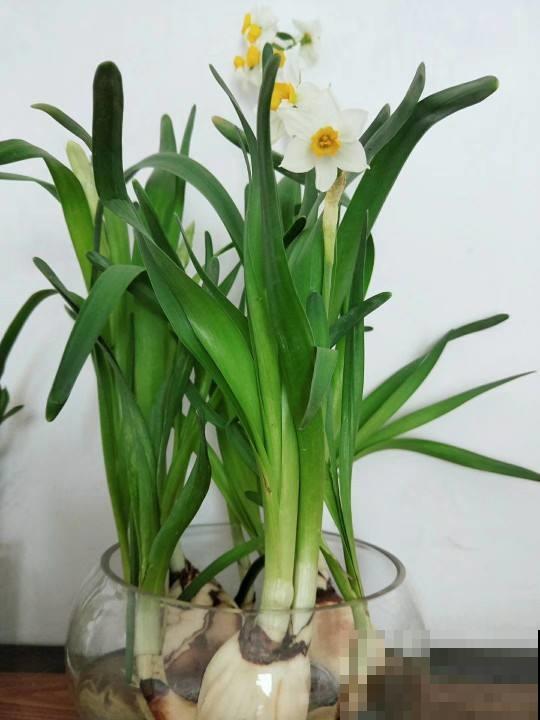 水仙怎么养？原来这招就能控制花期，想哪天开就哪天开！