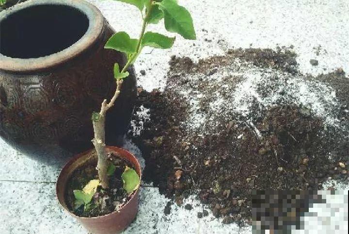 家里植物都这样了，换盆是关键，啥花都能养长久！