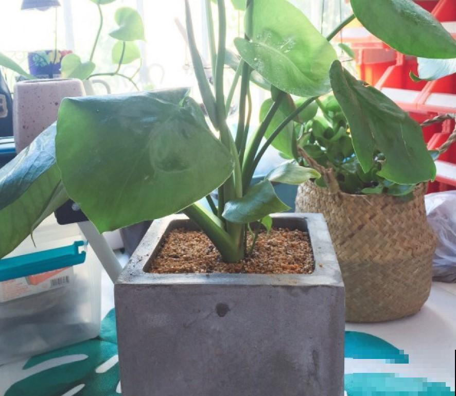 家里面都养了这植物，能够净化房间的空气，清除异味！