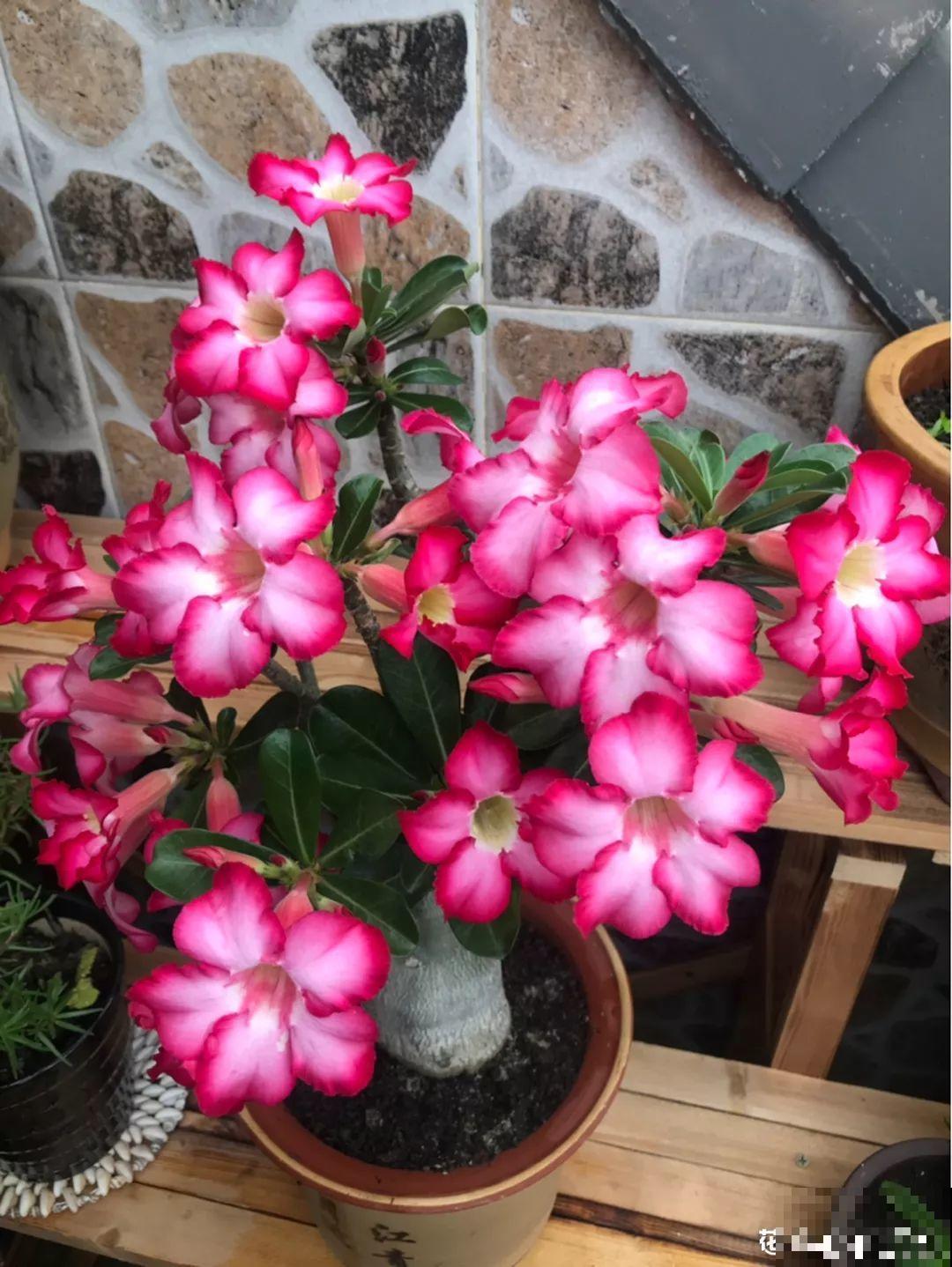 这10种耐旱花，2个月不浇水，叶子反而绿油油！