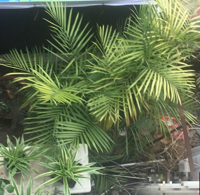 室内稀有的观叶植物，选这3种，别人家绝对没有！