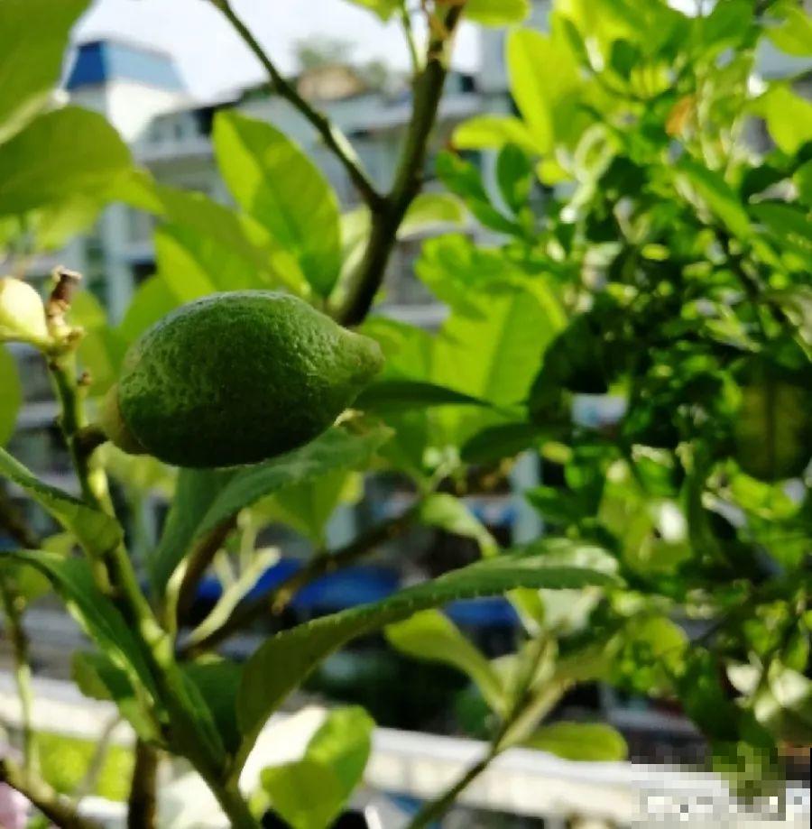 最适合冬天养的4种花，杀菌去异味，养一盆顶个空气净化器！