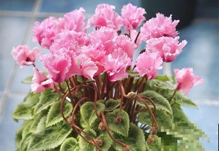 养这花真赚钱，一年能生3麻袋，邻居朋友抢着要！