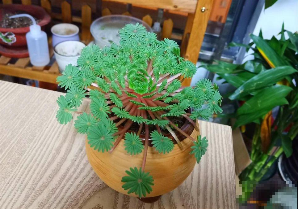 8种耐阴绿植，净化空气效果好，还能提升家居格调！