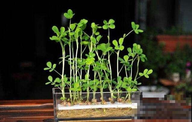 冬天太冷懒得出门买菜，一个瓶子一捧水，俩星期就长出好几斤！