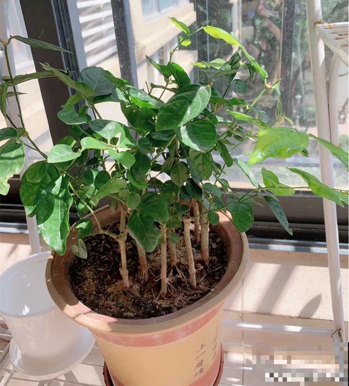 这花不能养太老，越老越不爱开花，最后变成木疙瘩！