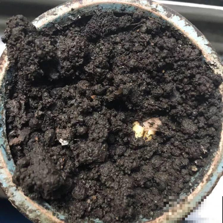 路边碰见这3种果子，捡一把带回家，丢盆里长成发财树！