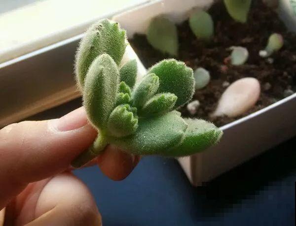 家里养盆它，20年长成小树，毛绒绒特可爱！