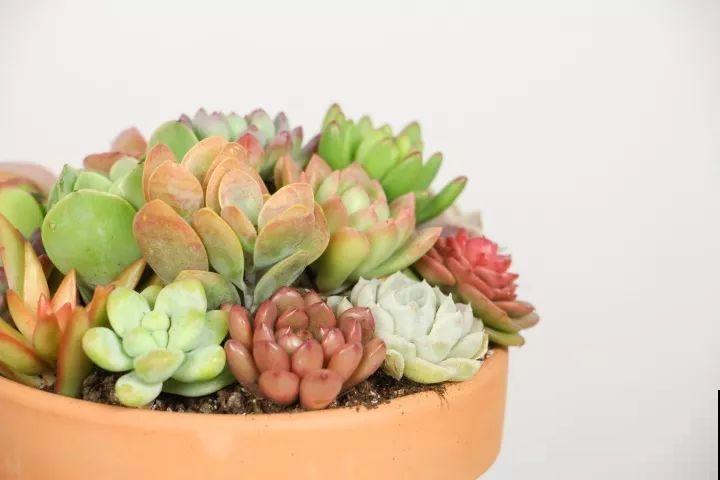比绿萝还好养的花，一块钱一棵，就适合现在种！