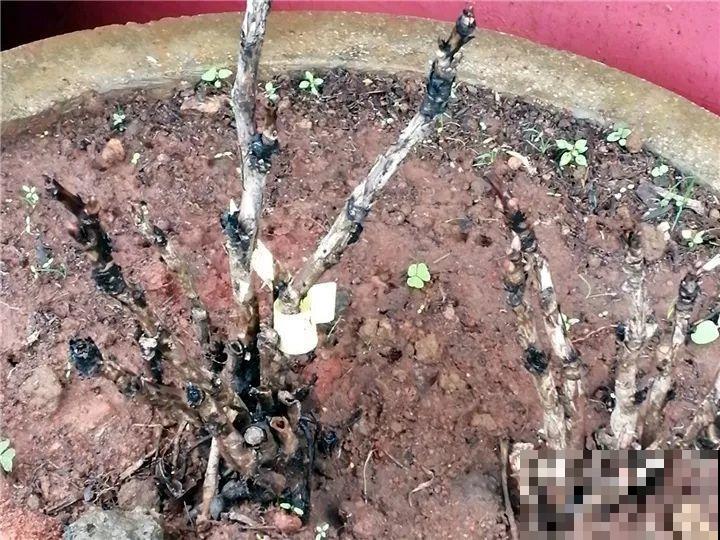 冬天修剪分“轻重”，有的花剪狠了，小心再也不开花！